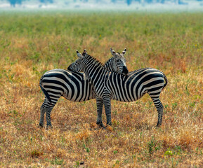 Zebras, Tanzania