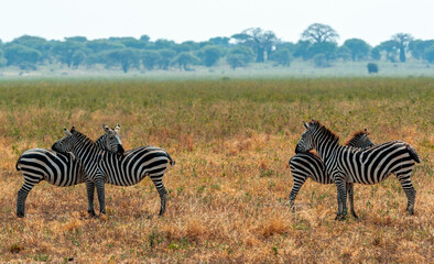 Obraz premium Zebras, Tanzania