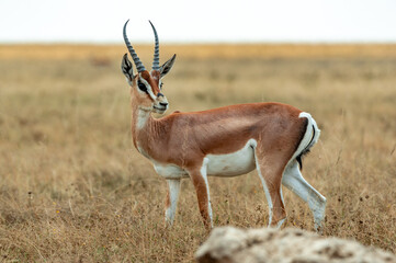 Gazelle, Serengeti, Tanzania