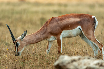 Gazelle, Serengeti, Tanzania