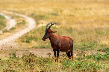 Topi, Tanzania