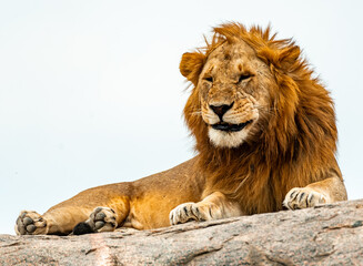 Lion, Serengeti National Park, Tanzania