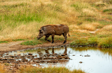 Warthog, Tanzania