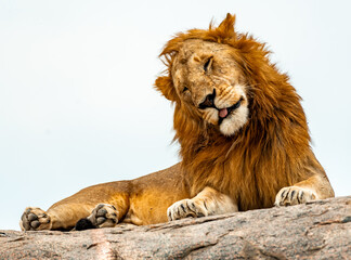 Lion, Serengeti National Park, Tanzania