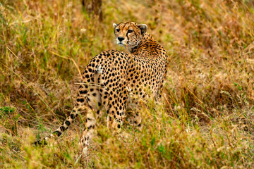 Cheetah, Serengeti National Park, Tanzania