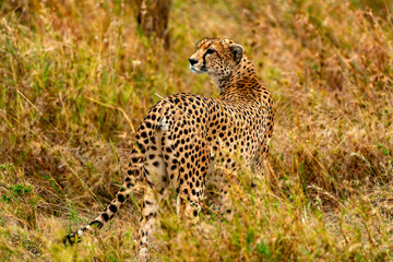 Cheetah, Serengeti National Park, Tanzania