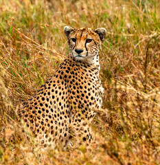 Cheetah, Serengeti National Park, Tanzania