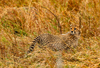 Cheetah, Serengeti National Park, Tanzania