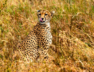 Cheetah at Serengeti National Park, Tanzania