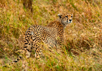 Cheetah at Serengeti National Park, Tanzania