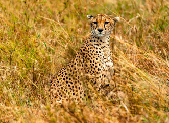 Cheetah, Serengeti National Park, Tanzania