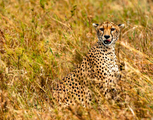 Cheetah, Serengeti National Park, Tanzania