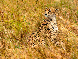 Cheetah at Serengeti National Park, Tanzania