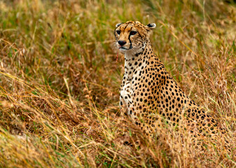 Cheetah, Serengeti National Park, Tanzania
