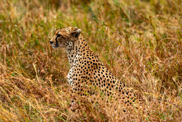 Cheetah, Serengeti National Park, Tanzania