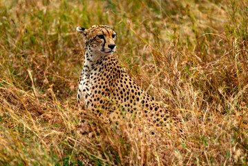 Cheetah, Serengeti National Park, Tanzania