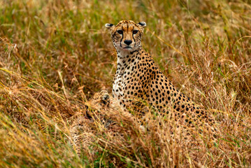 Cheetah, Serengeti National Park, Tanzania
