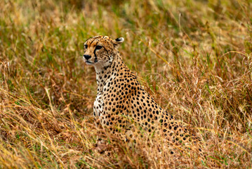 Cheetah at Serengeti National Park, Tanzania
