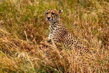 Cheetah at Serengeti National Park, Tanzania