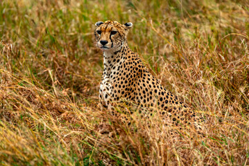 Cheetah at Serengeti National Park, Tanzania