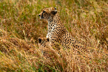 Cheetah, Serengeti National Park, Tanzania