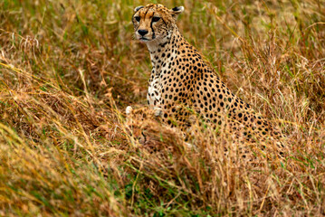 Cheetah at Serengeti National Park, Tanzania