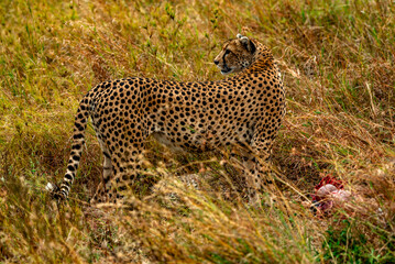 Cheetah at Serengeti National Park, Tanzania