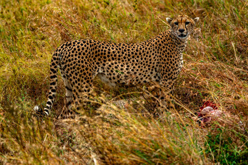 Cheetah at Serengeti National Park, Tanzania
