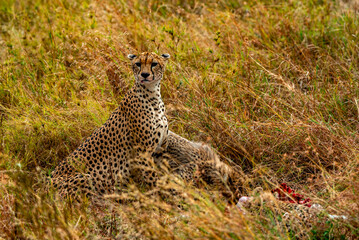 Cheetah at Serengeti National Park, Tanzania