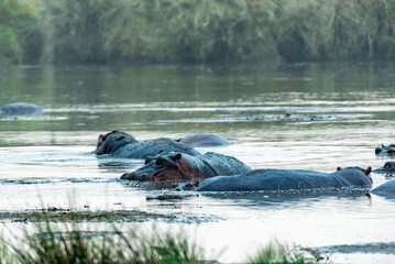 Fototapeta premium Hippopotamus in Serengeti, Tanzania