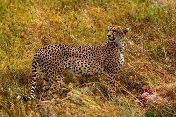 Cheetah at Serengeti National Park, Tanzania