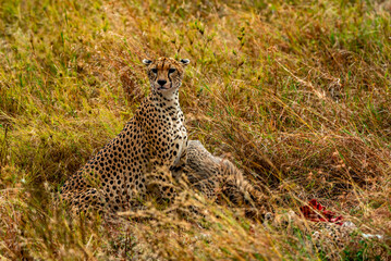 Cheetah, Serengeti National Park, Tanzania