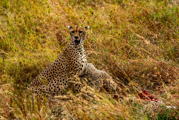 Cheetah at Serengeti National Park, Tanzania