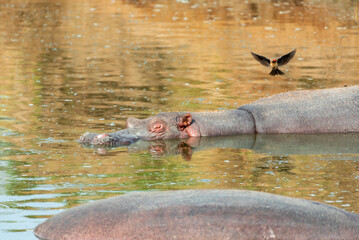 Fototapeta premium Hippopotamus in Serengeti, Tanzania