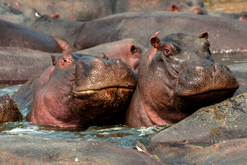 Hippos at Serengeti National Park