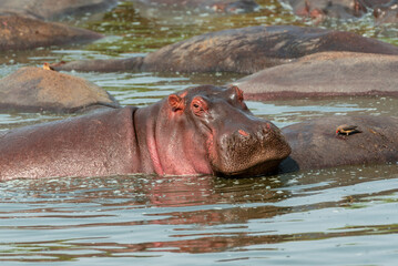 Hippos at Serengeti National Park