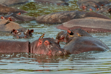 Fototapeta premium Hippos at Serengeti National Park