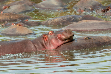 Obraz premium Hippos at Serengeti National Park