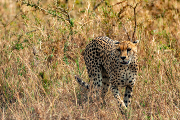 Cheetah at Serengeti National Park, Tanzania