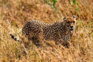Cheetah at Serengeti National Park, Tanzania