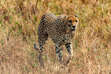 Cheetah at Serengeti National Park, Tanzania