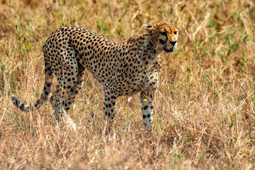 Cheetah, Serengeti National Park, Tanzania