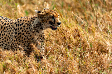 Cheetah, Serengeti National Park, Tanzania