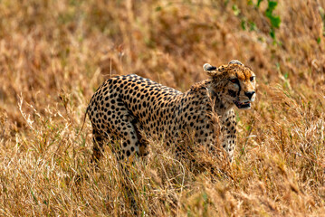 Cheetah, Serengeti National Park, Tanzania