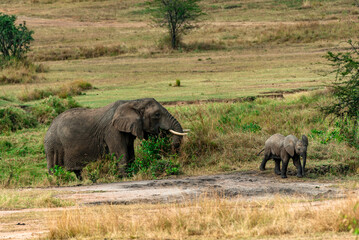 Obraz premium Elephants, Tanzania