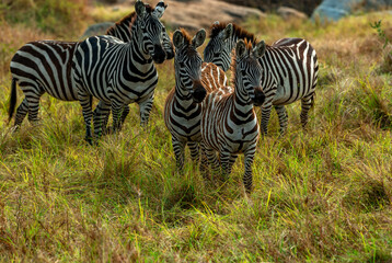 Zebras, Tanzania