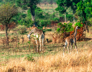 Giraffe, Tanzania