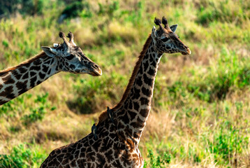 Giraffe, Tanzania