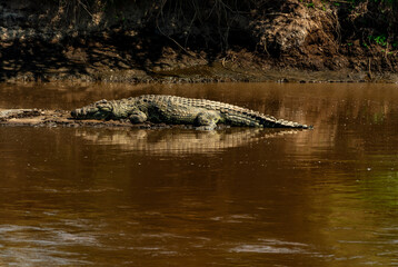 Crocodiles, Mara River, Tanzania