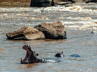 Hippopotamus in Serengeti, Tanzania